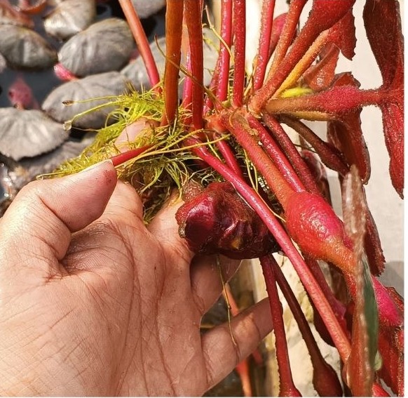 Fresh Singhara from Bihar lakes